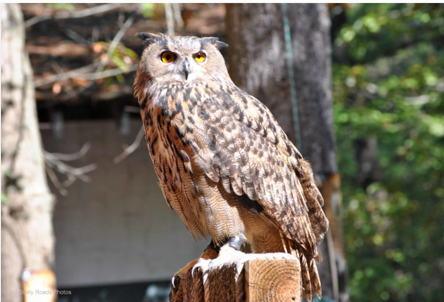 A great horned owl perched on a wooden surface in a sunlit forest, showing its orange eyes, feathered ear tufts, and mottled brown plumage with detailed texture.