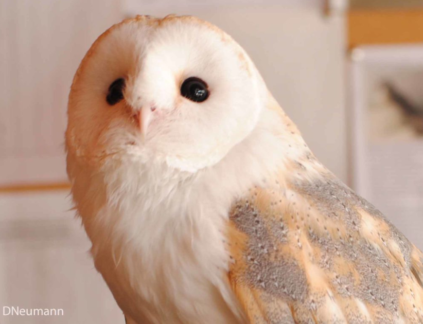 A barn owl with a heart‑shaped white facial disc and dark eyes, shown in a close‑up view with soft tan and gray feathers, standing in an indoor educational setting.