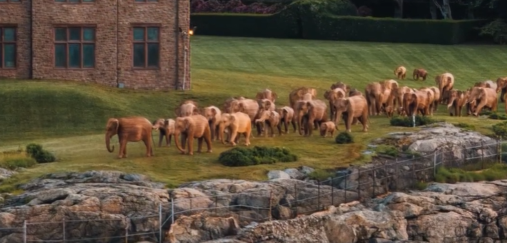 A grassy slope in front of a large brick building is filled with dozens of life‑sized elephant sculptures. The sculptures vary in size and pose, arranged across the lawn and near rocky areas at the bottom of the hill. The scene looks like a herd moving together, but the elephants are clearly art installations rather than real animals. The contrast between the realistic sculptures and the formal building behind them creates a striking, surreal visual.