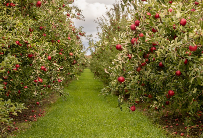  A New England apple orchard with rows of trees full of ripe red apples, green grass between the rows, and a soft, partly cloudy sky overhead.