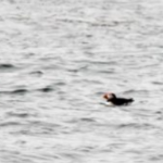 Original puffin photo showing the bird floating on calm water before enlargement.