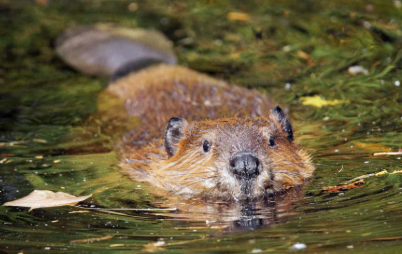 A beaver swimming in calm water with its wet head and upper body visible above the surface, surrounded by ripples and floating leaves.