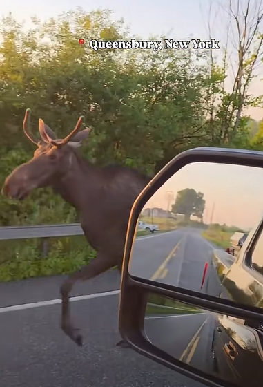 A young moose races down a paved road in Queensbury, New York, walking past a  vehicle. The moose is mid‑stride with trees and greenery in the background, creating a clear wildlife‑on‑the‑road scene.
