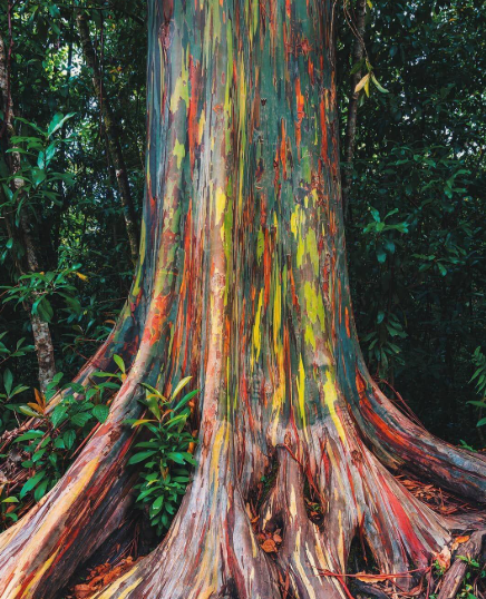 A rainbow eucalyptus tree with multicolored bark in a lush tropical forest, showing bright patches of green, orange, red, yellow, and purple along its trunk and roots, surrounded by dense green foliage.
