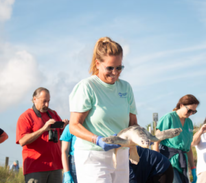 A person wearing gloves and a light blue shirt with a logo gently holds a sea turtle near a coastal area, preparing to release it. Several people stand nearby, some taking photos, as part of a wildlife conservation effort to return rehabilitated sea turtles to the ocean.