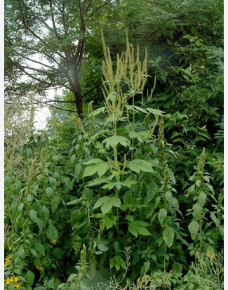 A tall green ragweed plant with spiky flower clusters standing among thick late‑summer vegetation.