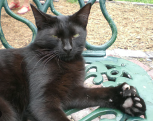 Black Polydactl cat looking very judgemental