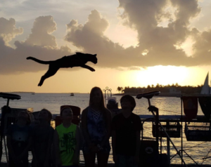 Famouse trained cats of Key West in Malloery Square at sunset
