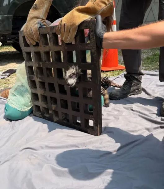 Rescue workers wearing gloves carefully work to free a baby raccoon whose head is stuck through a metal storm drain grate, with tools, a traffic cone, and a vehicle visible in the background.