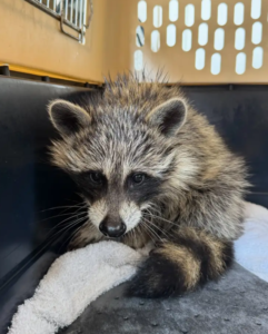 Baby raccoon sitting inside a beige pet carrier lined with a towel and mat, looking out through the open doorway.