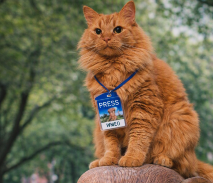 Orange long‑haired cat wearing a blue WMEO press badge while sitting outdoors on a textured surface with blurred green trees in the background.