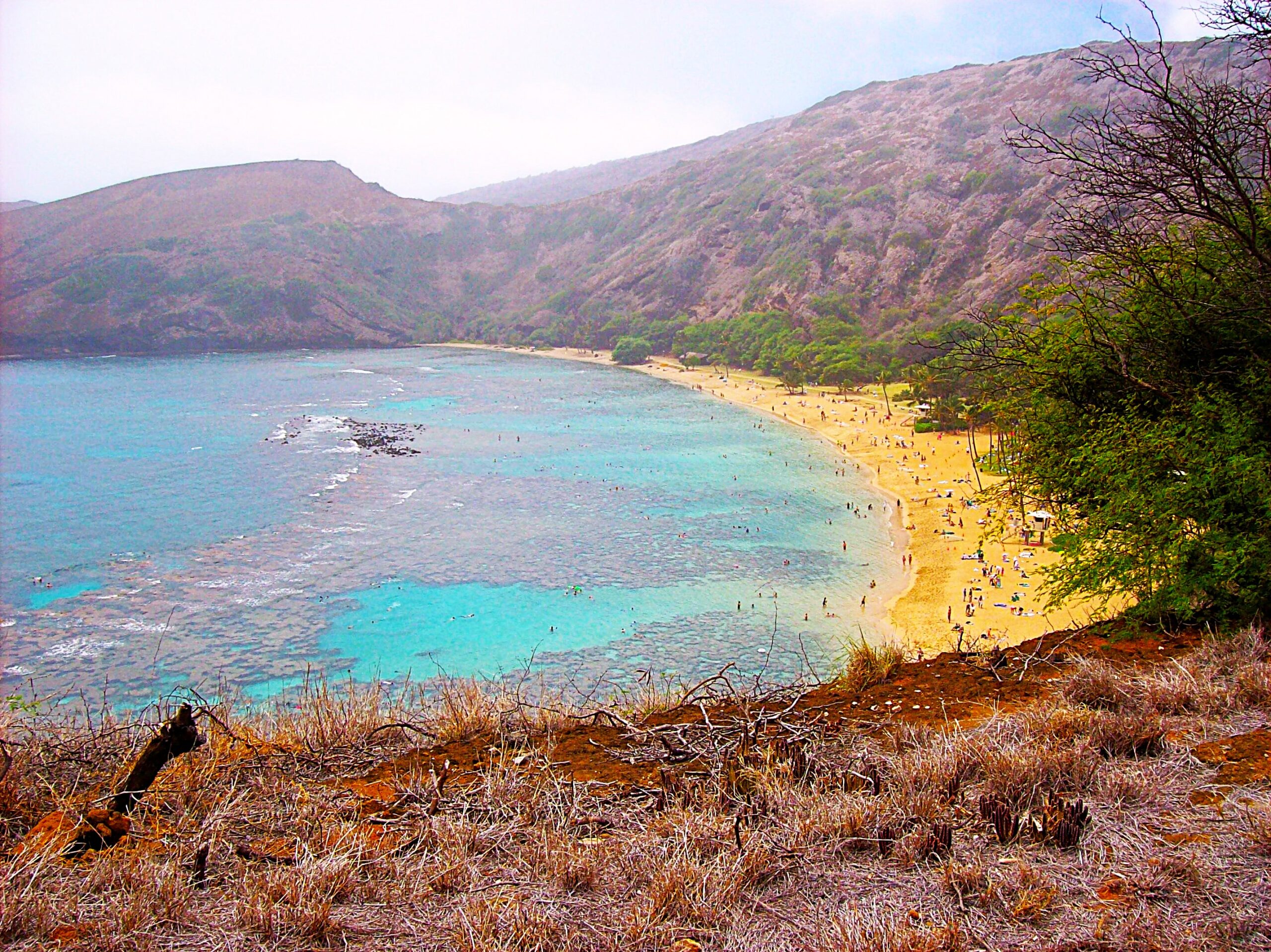 A wide view of Hanauma Bay on Oahu showing turquoise water, a curved sandy beach filled with visitors, and coral visible beneath the shallow shoreline. Rocky hills with sparse vegetation surround the bay, and dry grass in the foreground frames the scene from an elevated lookout.