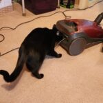 A black cat stands on a beige carpet, leaning forward to sniff the hose connection on a red and gray vacuum cleaner. The cat’s nose is close to the vacuum, and its body is slightly crouched in a curious posture. Behind the cat are household items including a purple storage bin, a wicker basket, and a green bag.