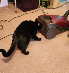  A black cat on a beige carpet sticks its head inside the back compartment of a red and gray vacuum cleaner, appearing to investigate the machine.