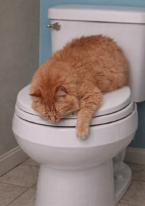 Orange cat lying on a closed white toilet seat with one paw draped over the edge in a light blue bathroom.