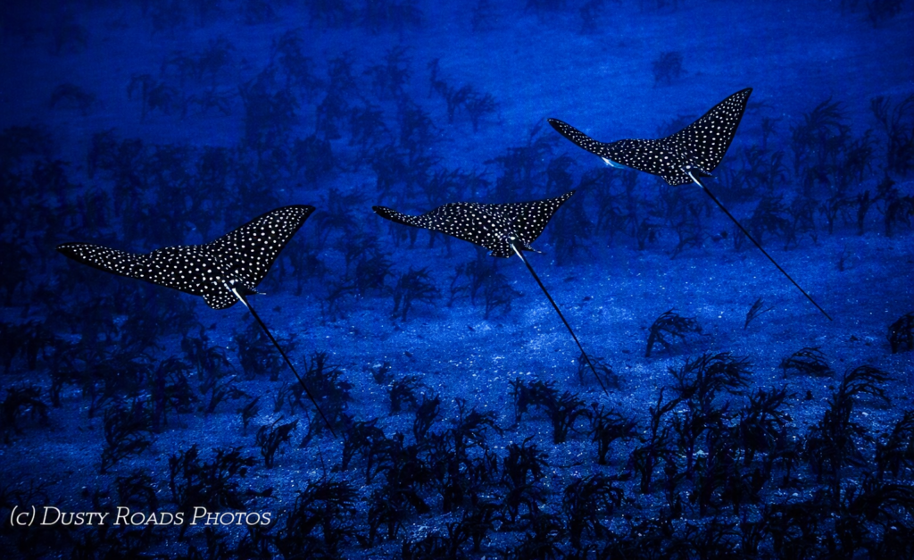 Vibrant, enhanced photo of three spotted eagle rays swimming across the ocean floor, showcasing their patterns and graceful movement.