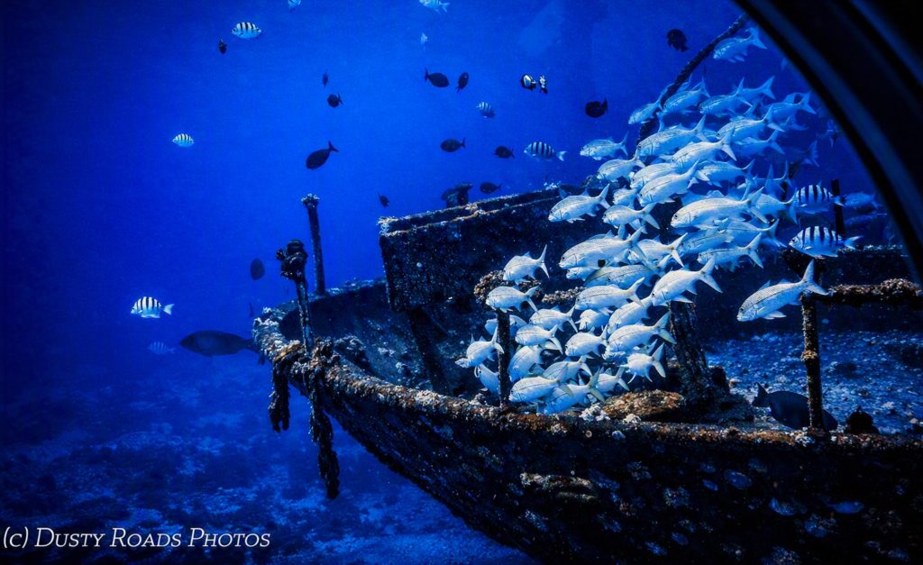 The transformed shipwreck image showing rich color, marine life, and dramatic underwater detail after post‑processing.
