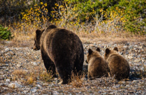 A mother brown bear and two cubs walking across rocky ground with autumn foliage in the background.
