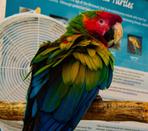 A brightly colored parrot with red, green, and blue plumage perches on a wooden branch, with a white fan and a blue informational poster visible in the background.