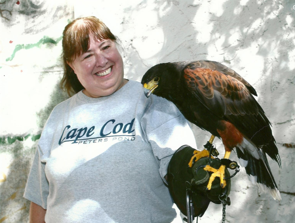  A woman in a gray “Cape Cod Peters Pond” sweatshirt holds a Harris’s hawk on a gloved hand, standing against a light-colored wall.