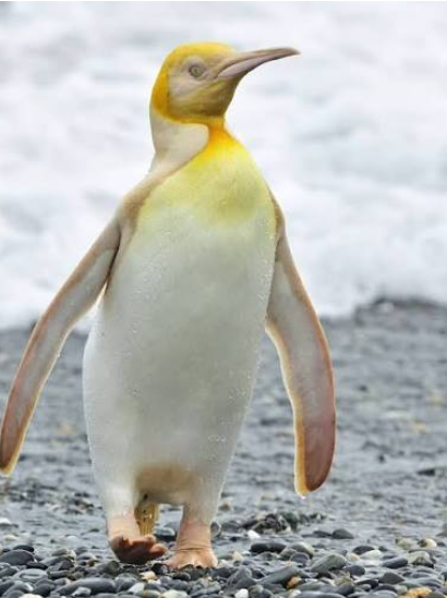  A rare yellow‑and‑white penguin standing on a rocky shoreline near the ocean, its bright coloration contrasting with the dark pebbles and waves behind it.