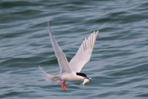 A tern flies low over rippling ocean water with its wings spread wide, holding a small fish in its beak as droplets fall beneath it.