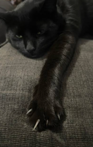 A black cat lies on a textured gray surface with one front paw extended, showing small, partially visible claws. The cat rests its head on the fabric and looks relaxed, with soft lighting highlighting its dark fur and the texture of the material.