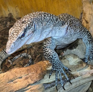 A monitor lizard resting inside a wood‑lined enclosure, its long speckled body stretched across bark pieces, with its pointed snout and thick tail visible among the naturalistic habitat materials.