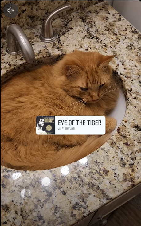 A ginger cat curled up inside a bathroom sink, resting comfortably against a granite countertop. A music sticker reading “Eye of the Tiger” appears on the image, adding a humorous contrast to the cat’s sleepy pose.