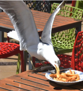  A seagull stands on an outdoor wooden table and steals a fried snack from a plate of food, surrounded by colorful metal chairs in an outdoor dining area.