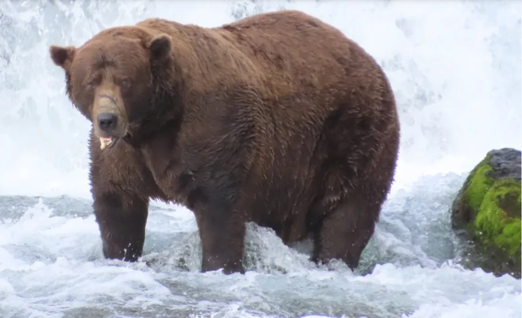 A large brown bear stands in a rushing river near a small waterfall, its fur wet and heavy. The bear faces forward with a piece of fish visible near its mouth, surrounded by flowing water and rocky terrain in a natural wilderness setting.
