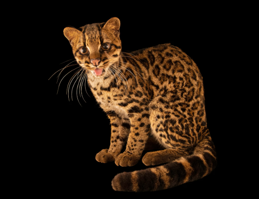 Close-up of a small spotted wild cat sitting against a black background, showing its patterned coat, large eyes, and long banded tail.