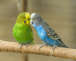 Two budgerigars perch close together on a wooden branch, one green and yellow and the other blue and white, appearing to interact calmly.