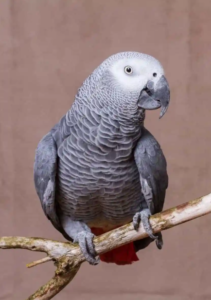 An African Grey parrot perches on a branch, showing grey feathers, a bright red tail, and a curved black beak against a plain brown background.