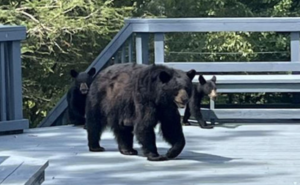 A mother black bear walks across a painted wooden porch with two cubs following behind her. The porch is surrounded by railings, and trees and greenery are visible in the background, showing the bears moving through a residential outdoor space.