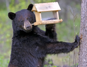   
A black bear stands upright against a tree trunk, gripping a wooden bird feeder with one paw while holding onto the tree with the other. The feeder is attached to the trunk, and the bear appears to be investigating it for food. The background shows a forest with green foliage and blurred trees.
