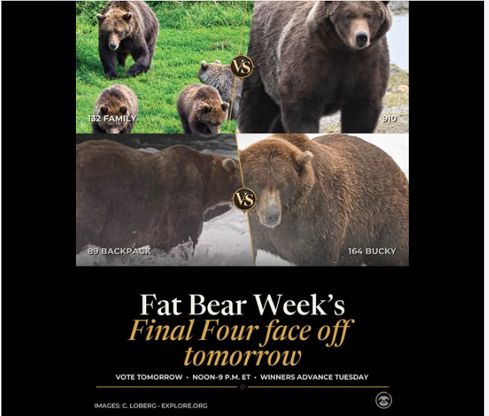   
A bracket-style graphic shows four brown bears competing in Fat Bear Week’s Final Four. The top matchup features bear 132 Family versus bear 910, and the bottom matchup shows bear 89 Backpack versus bear 164 Bucky. Each bear is pictured in a natural outdoor setting, standing near grass or water. Text on the graphic announces that the Final Four face off tomorrow.