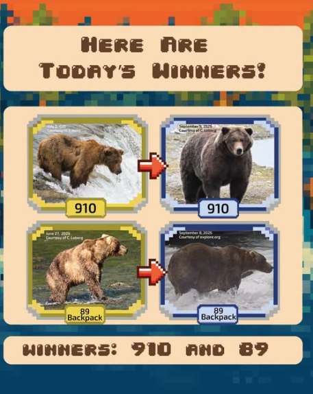 A graphic titled “Here Are Today’s Winners!” shows two brown bears, 910 and 89, with side‑by‑side comparison photos from different years. Bear 910 appears in images from September 2021 and September 2022, looking noticeably larger. Bear 89, nicknamed Backpack, is shown in photos from June 2020 and September 2022, also visibly heavier. Red arrows connect each pair of photos to highlight their growth. The bottom text reads “Winners: 910 and 89.”