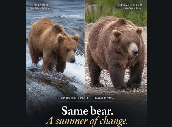 Side‑by‑side photos show Bear 89 Backpack in early summer versus late summer 2026. In the first image, he stands in a river looking lean and narrow. In the second, he sits on a rocky shore appearing much larger, rounder, and significantly heavier. Text reads “Same bear. A summer of change,” highlighting his dramatic seasonal transformation.