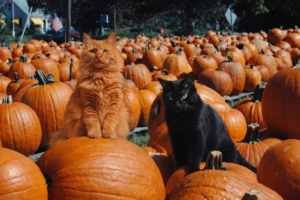 Orange cat and black cat sitting among a large group of pumpkins in an outdoor autumn setting.