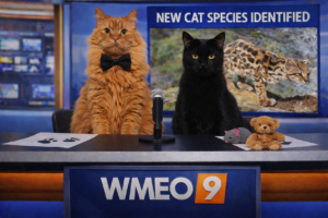 2 cats, black and orange seated at a news desk as anchors