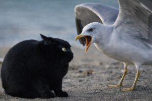 Black cat crouched on sand facing an aggressive seagull with wings spread and beak open near the water’s edge.