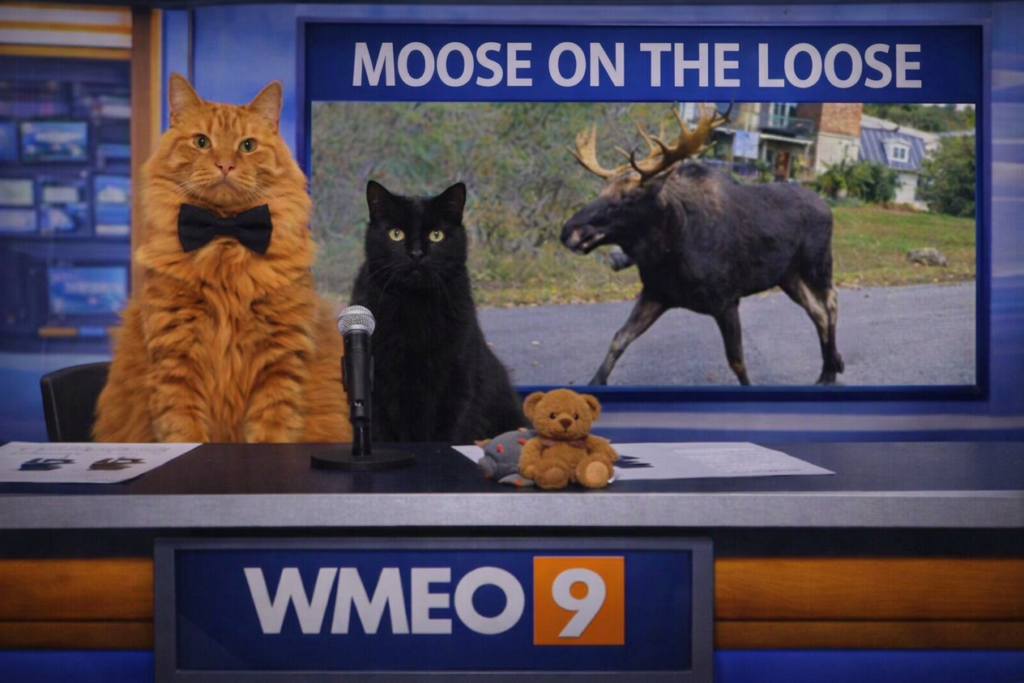 Two cats sit behind the WMEO 9 news desk, appearing as news anchors. The orange cat on the left wears a black bow tie, and the black cat on the right sits beside a small teddy bear and microphone. Behind them, a screen displays the headline “MOOSE ON THE LOOSE” with a photo of a large bull moose walking down a residential street. The scene humorously mimics a professional TV news broadcast.