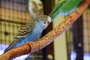 A blue budgerigar with black-and-white head markings perches on a branch inside a cage with its eyes closed, while a green budgerigar sits beside it and another blurred bird appears in the background.