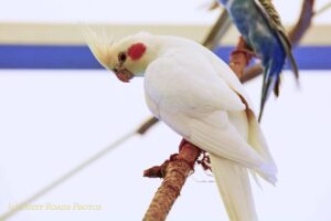  A white cockatiel with a yellow crest and orange cheek patches perches on a branch beside a blue budgerigar, both birds shown in a calm indoor setting.