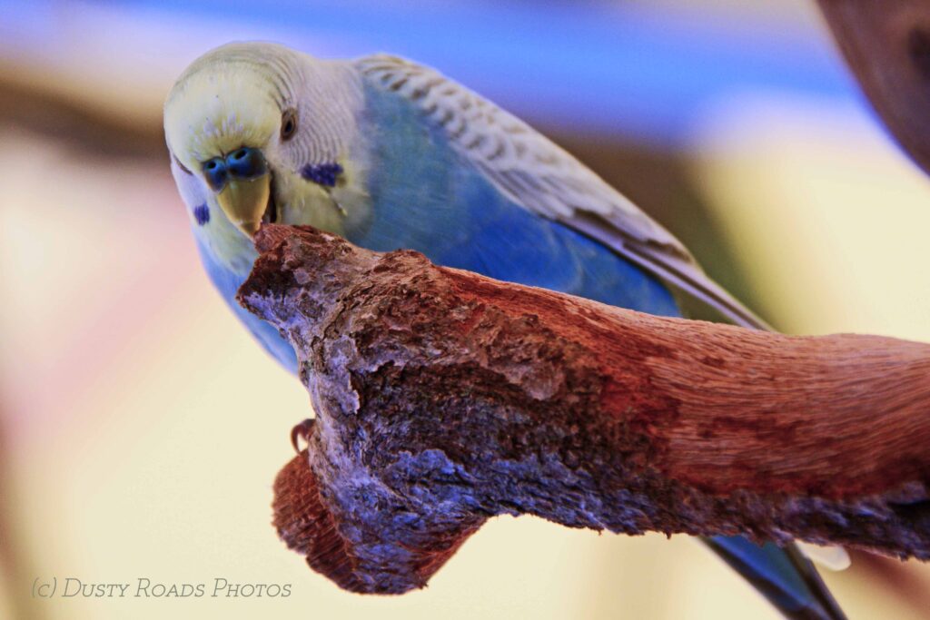 A blue and yellow budgerigar with black-and-white wing markings perches on a textured brown branch, looking down as if inspecting it, with a softly blurred background highlighting the bird’s vivid colors.