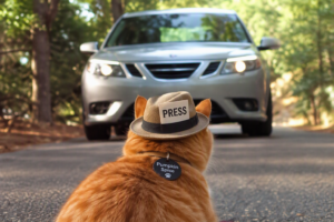 Pumpkin Spice, sporting official press credentials and a tiny reporter’s hat, faces down an approaching car on a forest road, seemingly preparing to conduct a hard-hitting interview about conditions on the squishing