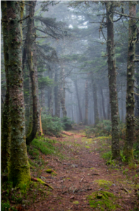 A foggy woodland trail lined with tall moss‑covered trees, with mist drifting through the forest and the path fading into the distance.