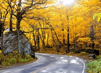  A winding paved road curves through a bright autumn forest, with yellow and orange leaves forming a colorful canopy overhead and a large mossy rock sitting beside the road.
