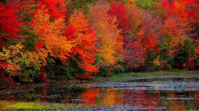 A calm pond reflects a dense forest of trees in peak autumn color, with bright red, orange, yellow, and green foliage lining the water’s edge under soft natural light.